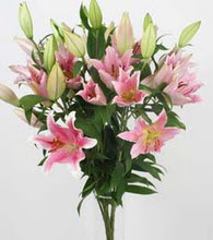  Ankara 14 �ubat ucuz �i�ek g�nder  5 Pembe lilyum kazablanka buket �i�ek modeli