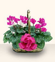  Ankara 14 �ubat cicek , cicekci  Double Cyclamen sepette