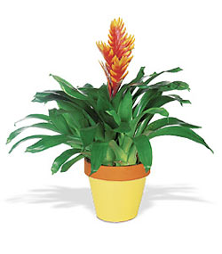  Ankara 14 �ubat uluslararas� �i�ek g�nderme  Exotic Bromeliad ithal saksi