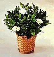  Ankara 14 �ubat 14 �ubat sevgililer g�n� �i�ek  Gardenia Plant ithal saksi