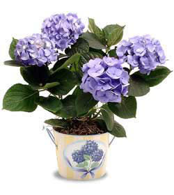  Ankara 14 �ubat anneler g�n� �i�ek yolla  Hydrangea Plant ortanca