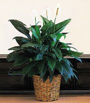  Ankara 14 �ubat �i�ek online �i�ek sipari�i  Large Spathiphyllum