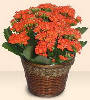  Ankara 14 �ubat �i�ek servisi , �i�ek�i adresleri  Large Kalanchoe in Basket