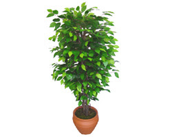 Ficus Benjamin 1,50 cm   Ankara 14 �ubat anneler g�n� �i�ek yolla 