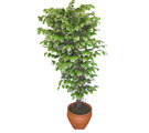 Ficus �zel Starlight 1,75 cm   Ankara 14 �ubat cicek , cicekci 
