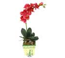 Yapay Phalonepsis Pembe   Ankara 14 �ubat g�venli kaliteli h�zl� �i�ek 