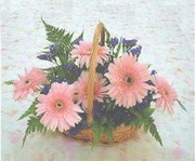 gerbera �i�eklerinde sepet   Ankara 14 �ubat �i�ek yolla �i�ek�i 