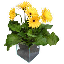 9 adet gerbera �i�egi ve cam tanzim  Ankara 14 �ubat cicek , cicekci 