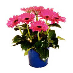 vazo i�erisinde gerbera �i�ekleri   Ankara 14 �ubat online �i�ek g�nderme sipari� 