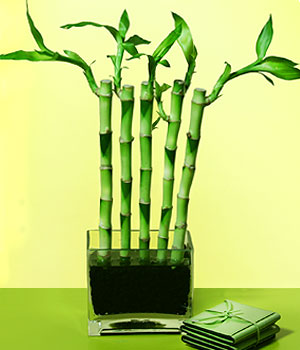 Ankara 14 �ubat anneler g�n� �i�ek yolla  Good Harmony Lucky Bamboo camda