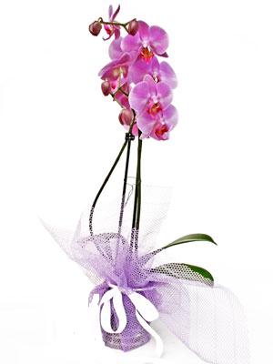  Ankara 14 ubat anneler gn iek yolla  Kaliteli ithal saksida orkide