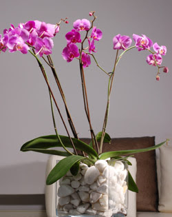  Ankara 14 ubat iek siparii sitesi  2 dal orkide cam yada mika vazo ierisinde