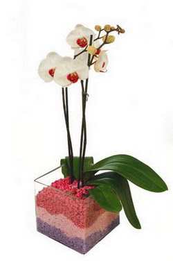  Ankara 14 ubat uluslararas iek gnderme  tek dal cam yada mika vazo ierisinde orkide