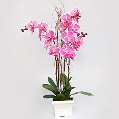  Ankara 14 ubat cicekciler , cicek siparisi  2 adet orkide - 2 dal orkide