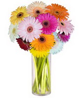  Ankara 14 �ubat internetten �i�ek sipari�i  Farkli renklerde 15 adet gerbera �i�egi
