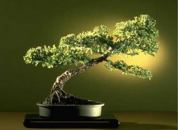 ithal bonsai saksi iegi  Ankara 14 ubat ieki maazas 
