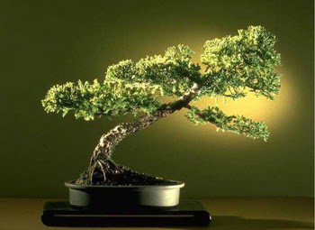 ithal bonsai saksi �i�egi  Ankara 14 �ubat �i�ek�i ma�azas� 
