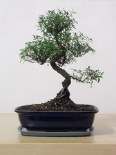 ithal bonsai saksi �i�egi  Ankara 14 �ubat �i�ek sipari�i vermek 
