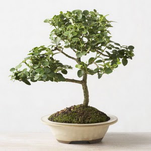 ithal bonsai saksi iegi  Ankara 14 ubat iek online iek siparii 