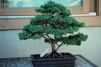 ithal bonsai saksi �i�egi  Ankara 14 �ubat 14 �ubat sevgililer g�n� �i�ek 