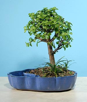 ithal bonsai saksi iegi  Ankara 14 ubat iekiler 
