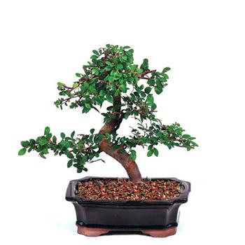 ithal bonsai saksi iegi  Ankara 14 ubat iek siparii vermek 