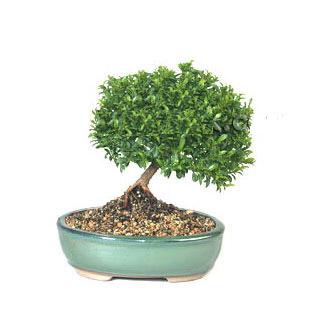 ithal bonsai saksi �i�egi  Ankara 14 �ubat cicekciler , cicek siparisi 