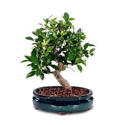 ithal bonsai saksi �i�egi  Ankara 14 �ubat �i�ek sipari�i sitesi 
