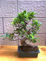 ithal bonsai saksi �i�egi  Ankara 14 �ubat hediye sevgilime hediye �i�ek 
