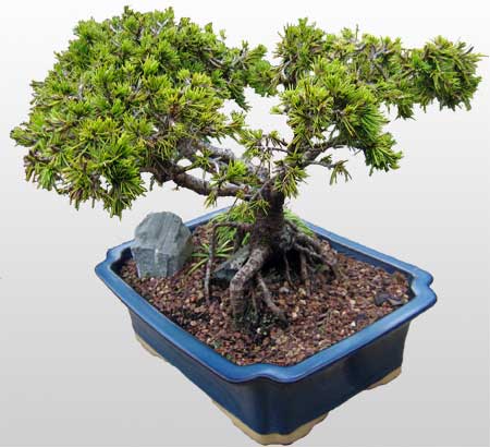 ithal bonsai saksi �i�egi  Ankara 14 �ubat �i�ek�i ma�azas� 