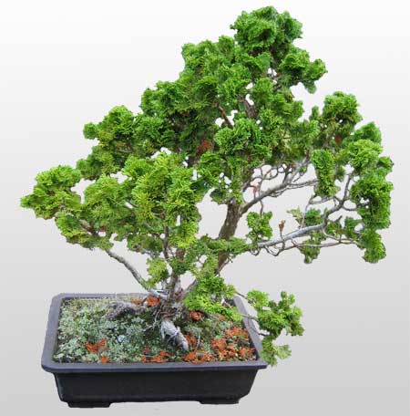 ithal bonsai saksi iegi  Ankara 14 ubat nternetten iek siparii 