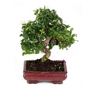 ithal bonsai saksi �i�egi  Ankara 14 �ubat anneler g�n� �i�ek yolla 