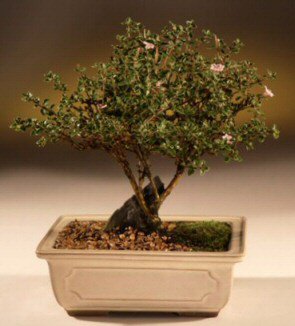 ithal bonsai saksi �i�egi  Ankara 14 �ubat �i�ek ma�azas� , �i�ek�i adresleri 