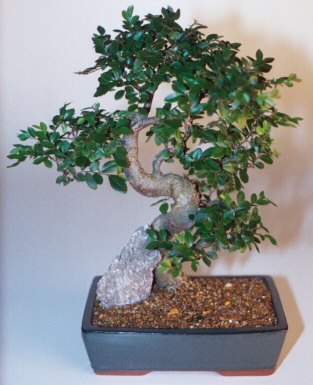  Ankara 14 �ubat �i�ek g�nderme sitemiz g�venlidir  ithal bonsai saksi �i�egi  Ankara 14 �ubat �i�ek sipari�i sitesi 