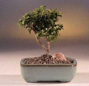  Ankara 14 �ubat �i�ek yolla �i�ek�i  ithal bonsai saksi �i�egi  Ankara 14 �ubat internetten �i�ek sat��� 