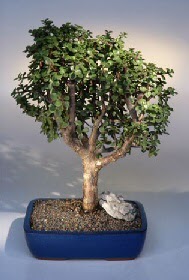  Ankara 14 �ubat �i�ek g�nderme  ithal bonsai saksi �i�egi  Ankara 14 �ubat �i�ek�iler 