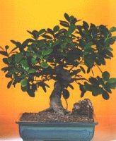  Ankara 14 �ubat �i�ek�i telefonlar�  ithal bonsai saksi �i�egi  Ankara 14 �ubat internetten �i�ek sipari�i 