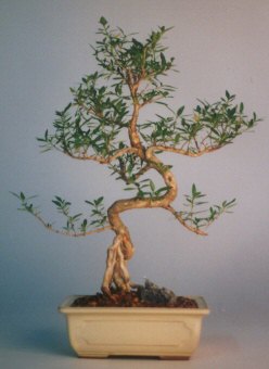  Ankara 14 �ubat sevgililer g�n� �i�ek sat���  ithal bonsai saksi �i�egi  Ankara 14 �ubat �i�ek sipari�i vermek 