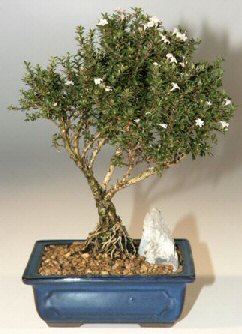  Ankara 14 �ubat �i�ek , �i�ek�i , �i�ek�ilik  ithal bonsai saksi �i�egi  Ankara 14 �ubat online �i�ek g�nderme sipari� 