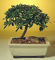  Ankara 14 �ubat ucuz �i�ek g�nder  ithal bonsai saksi �i�egi  Ankara 14 �ubat cicek , cicekci 