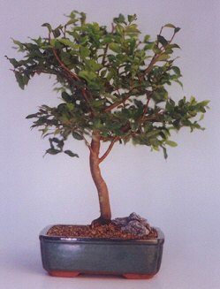  Ankara 14 �ubat ucuz �i�ek g�nder  ithal bonsai saksi �i�egi  Ankara 14 �ubat anneler g�n� �i�ek yolla 