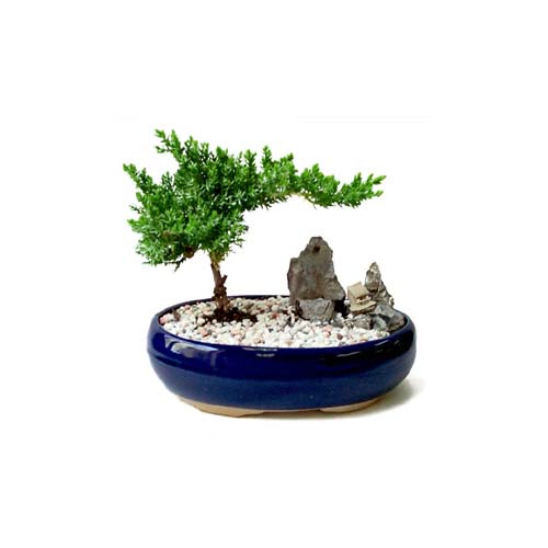 ithal bonsai saksi �i�egi  Ankara 14 �ubat �i�ek g�nderme 