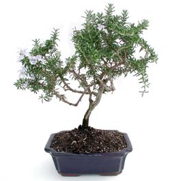 ithal bonsai saksi �i�egi  Ankara 14 �ubat �i�ek�i telefonlar� 