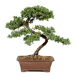 ithal bonsai saksi �i�egi  Ankara 14 �ubat �i�ek g�nderme sitemiz g�venlidir 