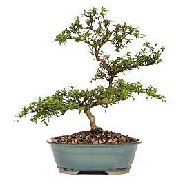  Ankara 14 �ubat �nternetten �i�ek sipari�i  ithal bonsai saksi �i�egi  Ankara 14 �ubat �i�ek g�nderme sitemiz g�venlidir 