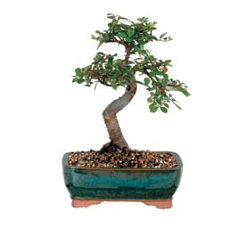  Ankara 14 �ubat sevgilime hediye �i�ek yolla  ithal bonsai saksi �i�egi  Ankara 14 �ubat �i�ek g�nderme sitemiz g�venlidir 