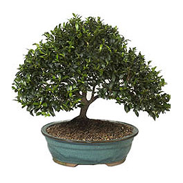  Ankara 14 �ubat ucuz �i�ek g�nder  ithal bonsai saksi �i�egi  Ankara 14 �ubat �i�ek g�nderme sitemiz g�venlidir 