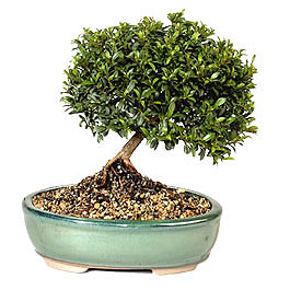  Ankara 14 �ubat cicekciler , cicek siparisi  ithal bonsai saksi �i�egi  Ankara 14 �ubat hediye sevgilime hediye �i�ek 