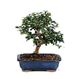  Ankara 14 �ubat uluslararas� �i�ek g�nderme  ithal bonsai saksi �i�egi  Ankara 14 �ubat 14 �ubat sevgililer g�n� �i�ek 