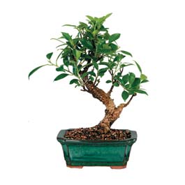 Ankara 14 �ubat �i�ek sipari�i sitesi  ithal bonsai saksi �i�egi  Ankara 14 �ubat �i�ek online �i�ek sipari�i 
